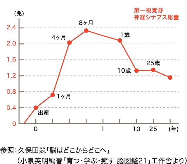 脳の臨界期（感受性期）